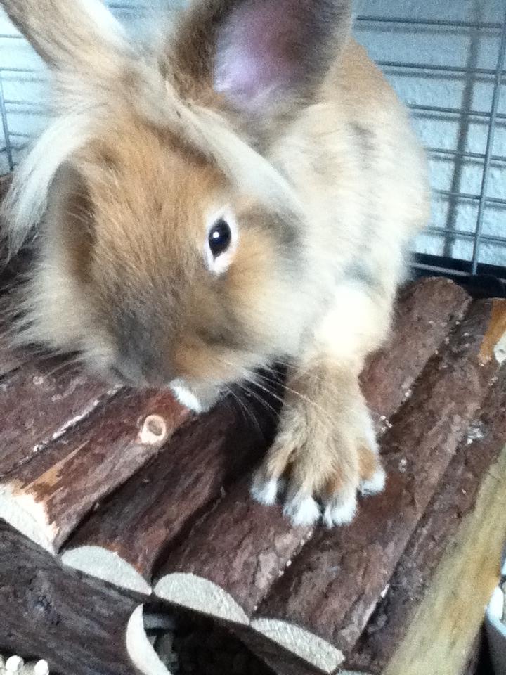 Kanin Zimba - "Jeg synes bare det er så søøøødt!" <3
Billede taget af: Miig :)
D.6. april 2012. billede 6