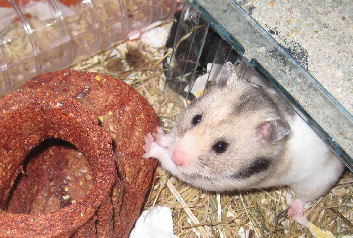 Hamster Cocio af Hvenetved - Hej billede 2