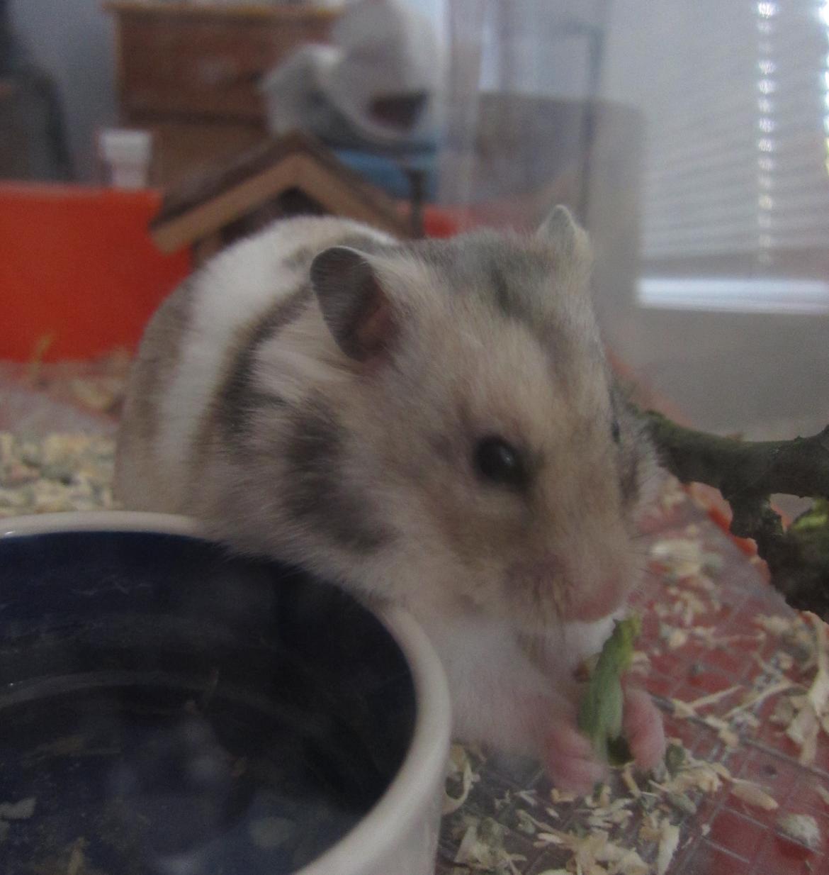 Hamster Cocio af Hvenetved - haps ! billede 3