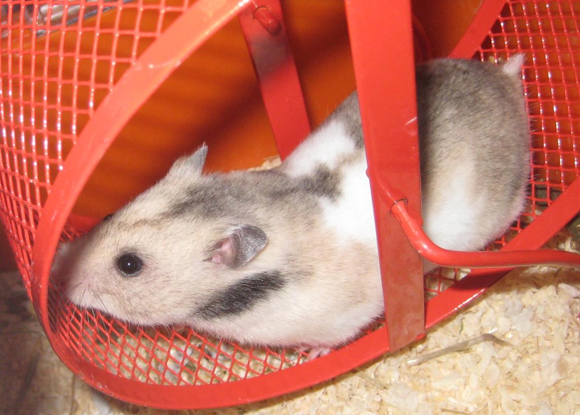 Hamster Cocio af Hvenetved - Cocio motionerer billede 4