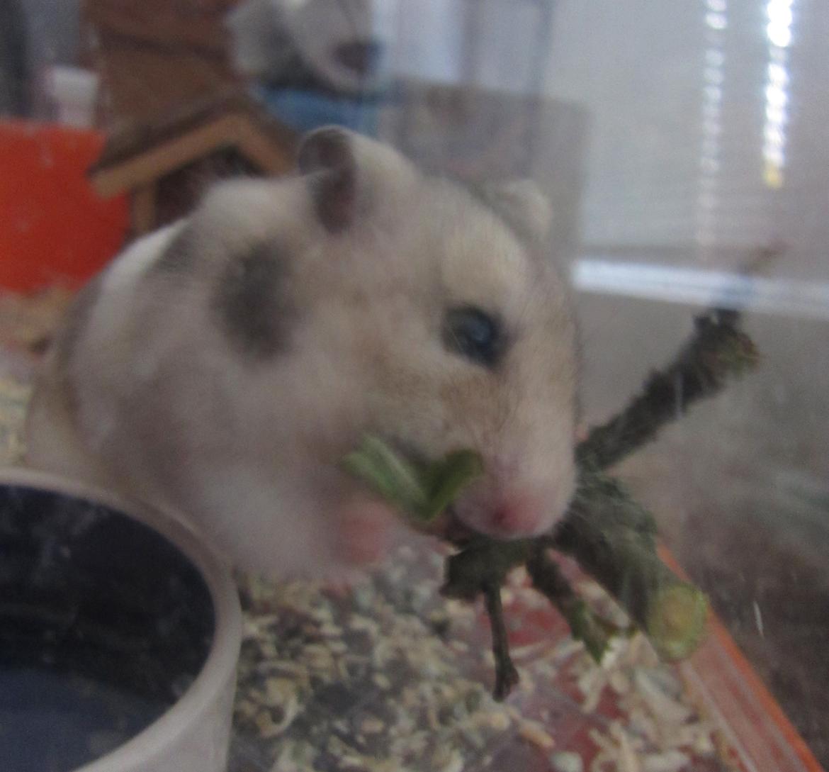 Hamster Cocio af Hvenetved - mmmmm billede 5