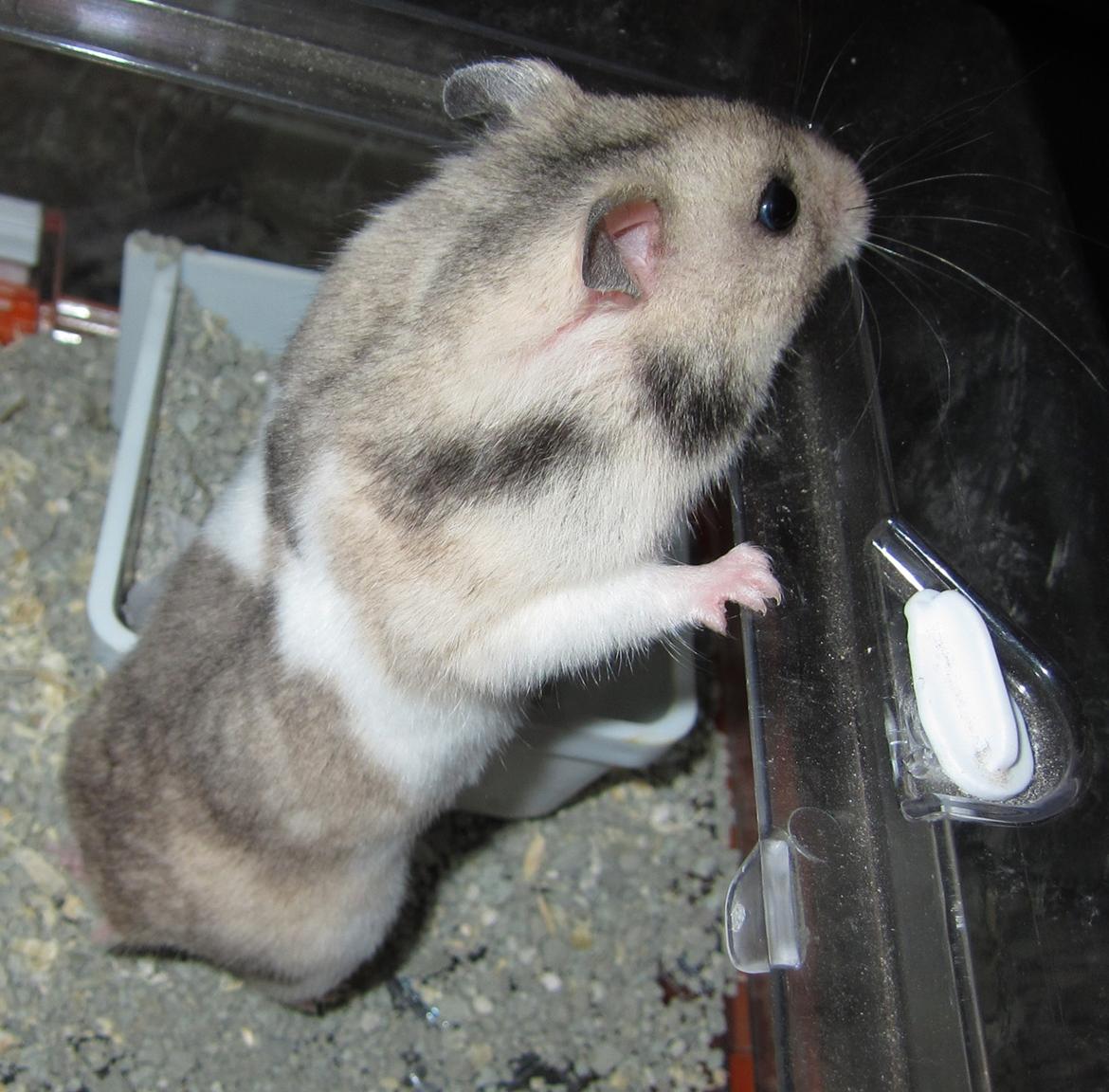 Hamster Cocio af Hvenetved billede 6