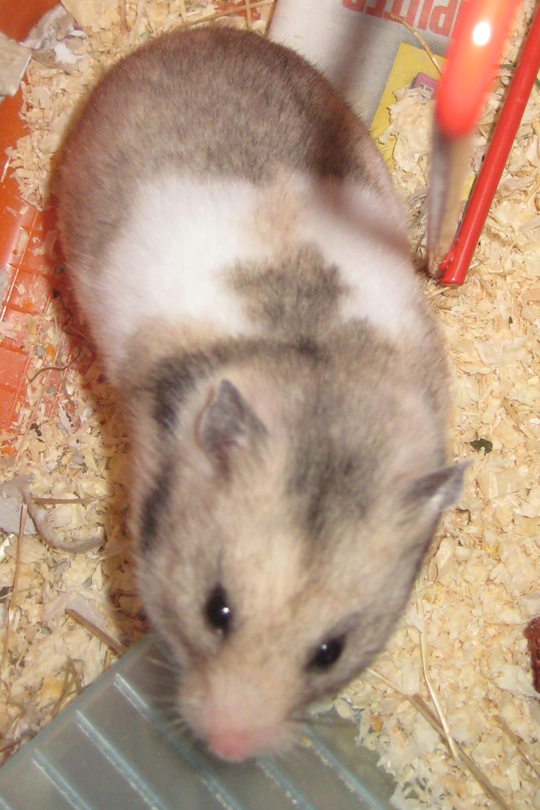 Hamster Cocio af Hvenetved - flotte Cocio billede 7