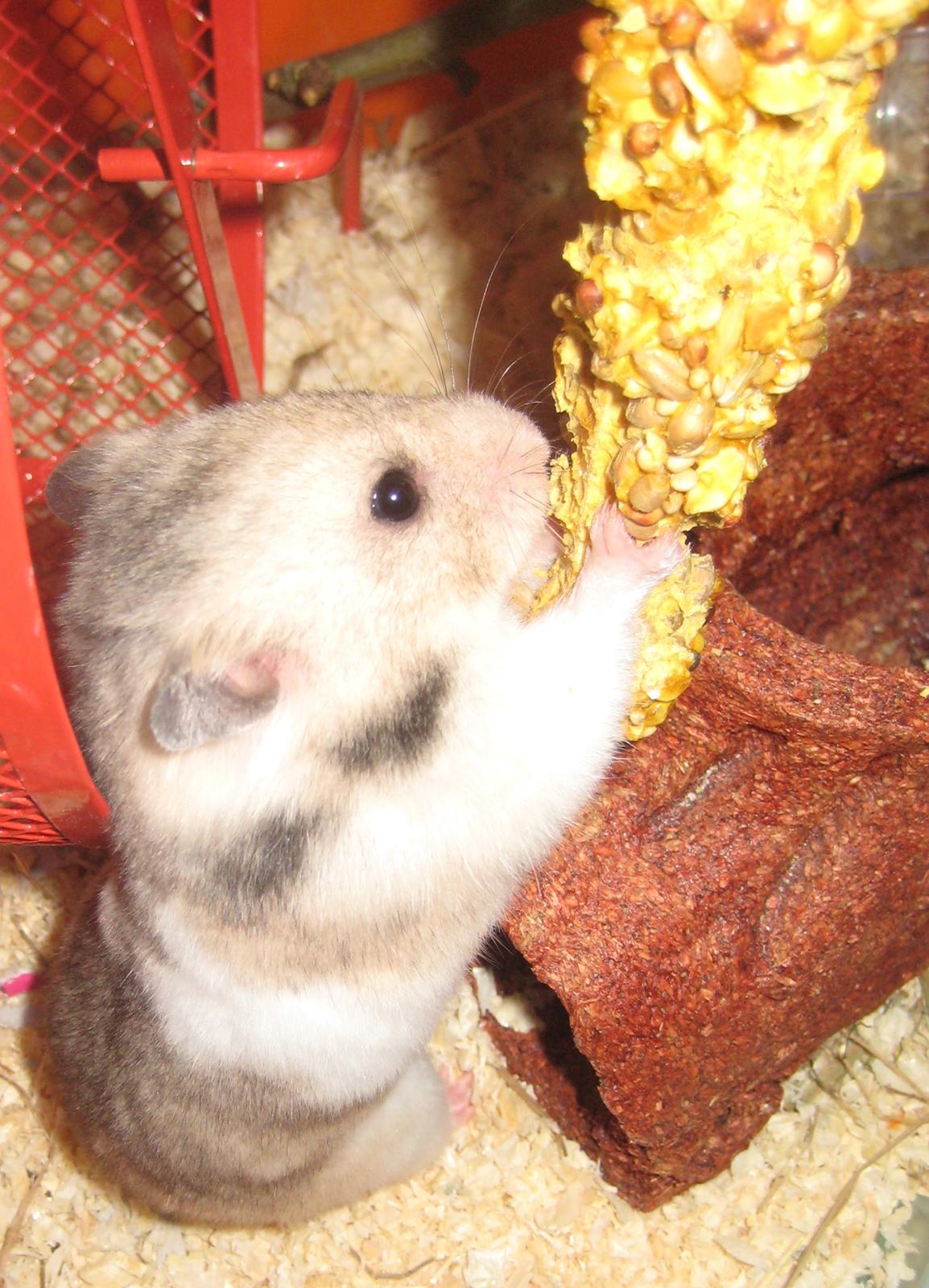 Hamster Cocio af Hvenetved - Cocio grufler billede 8