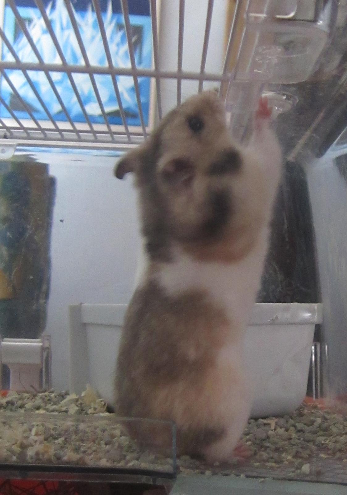 Hamster Cocio af Hvenetved billede 9