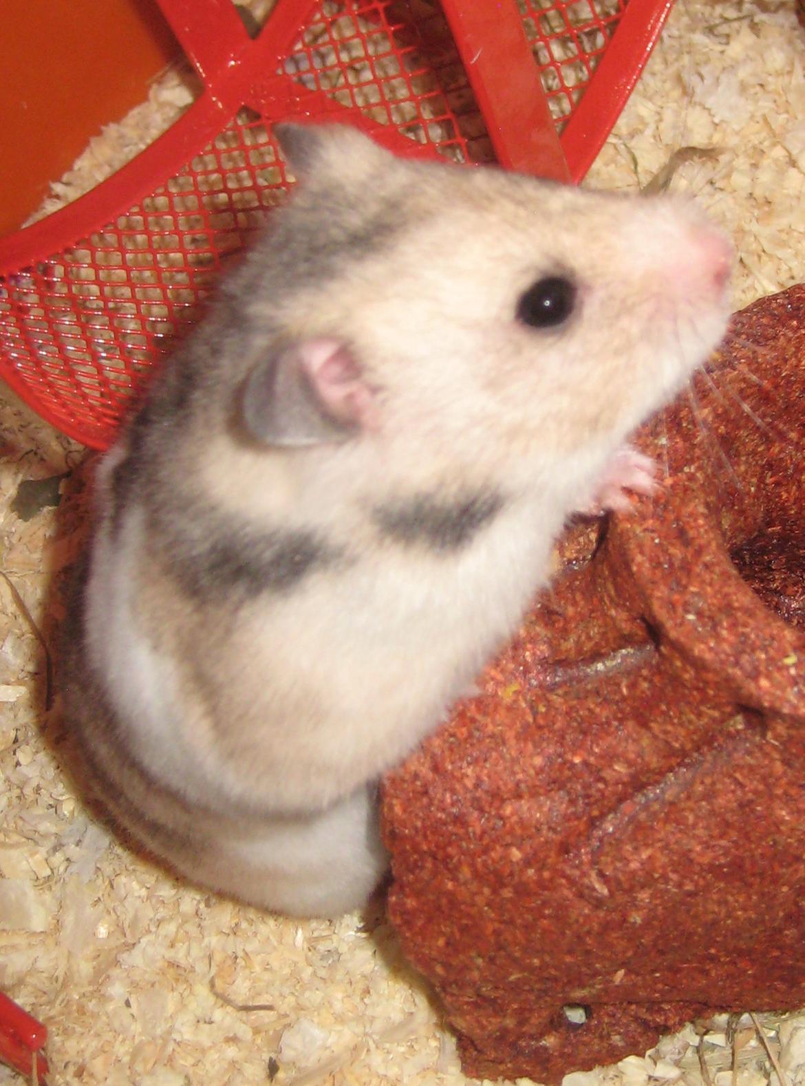 Hamster Cocio af Hvenetved billede 10