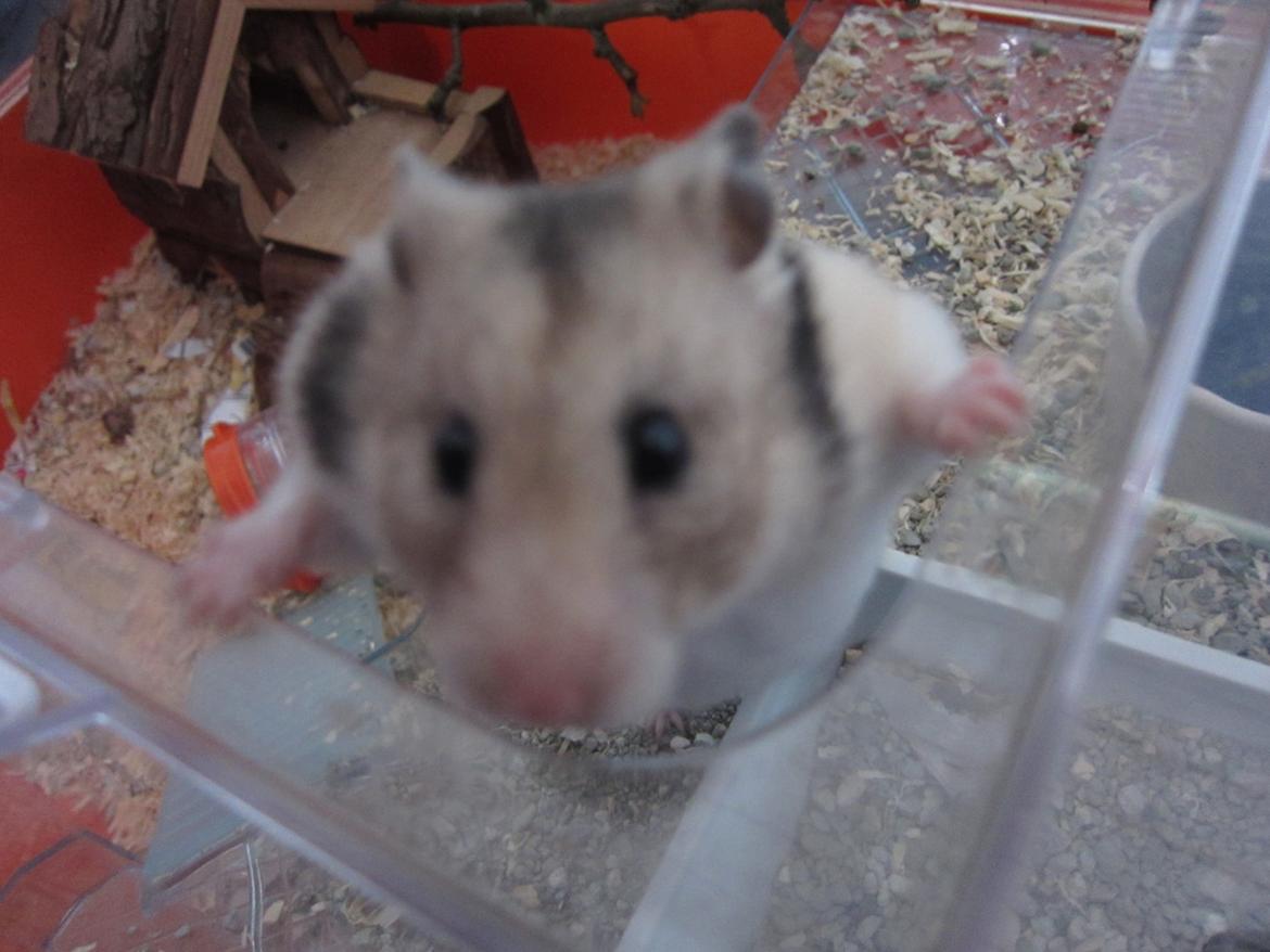 Hamster Cocio af Hvenetved - jeg vil op !!! billede 11