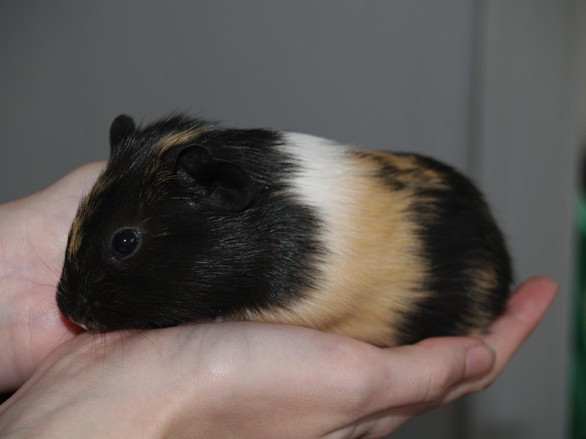 Marsvin Daphnie billede 2