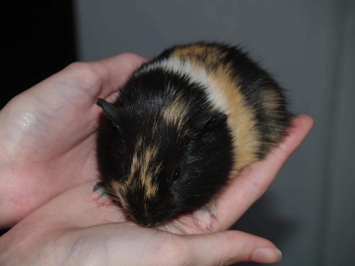 Marsvin Daphnie billede 1