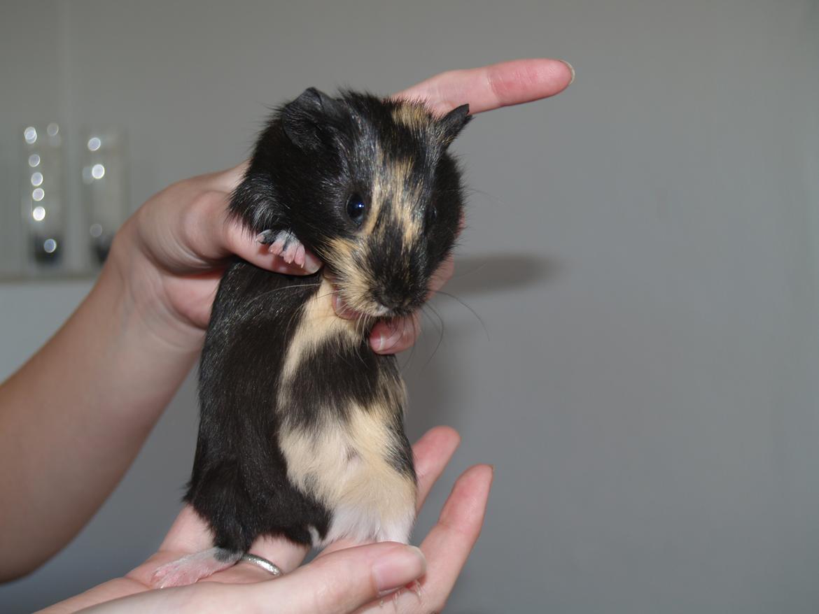 Marsvin Daphnie billede 3