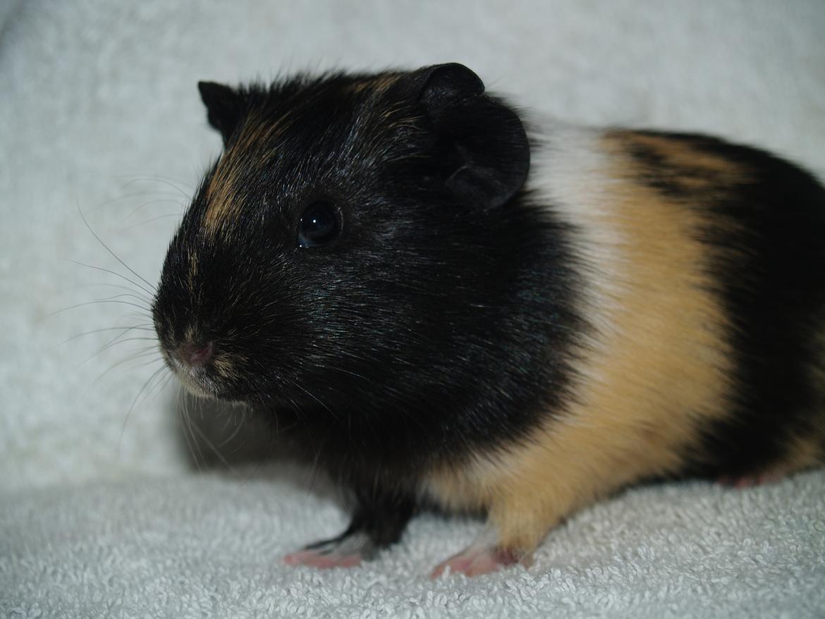 Marsvin Daphnie billede 4