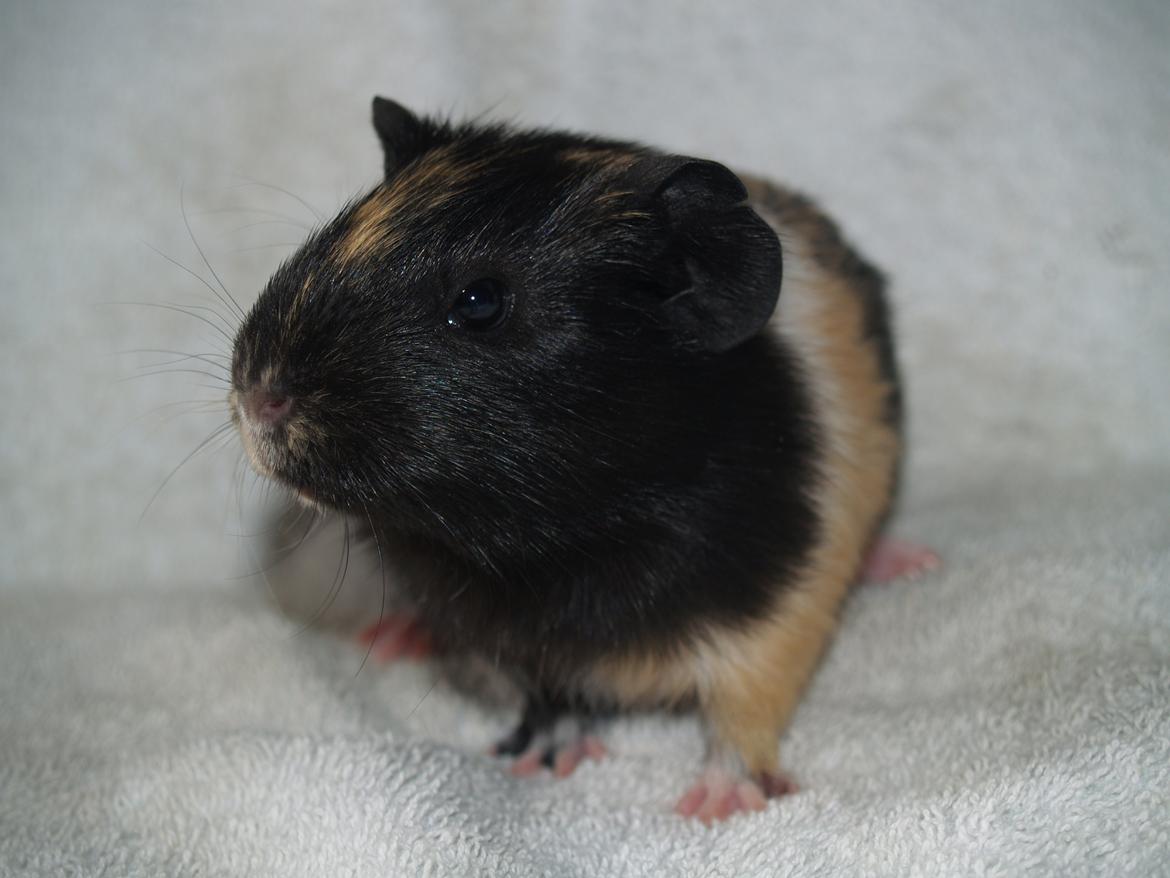 Marsvin Daphnie billede 5