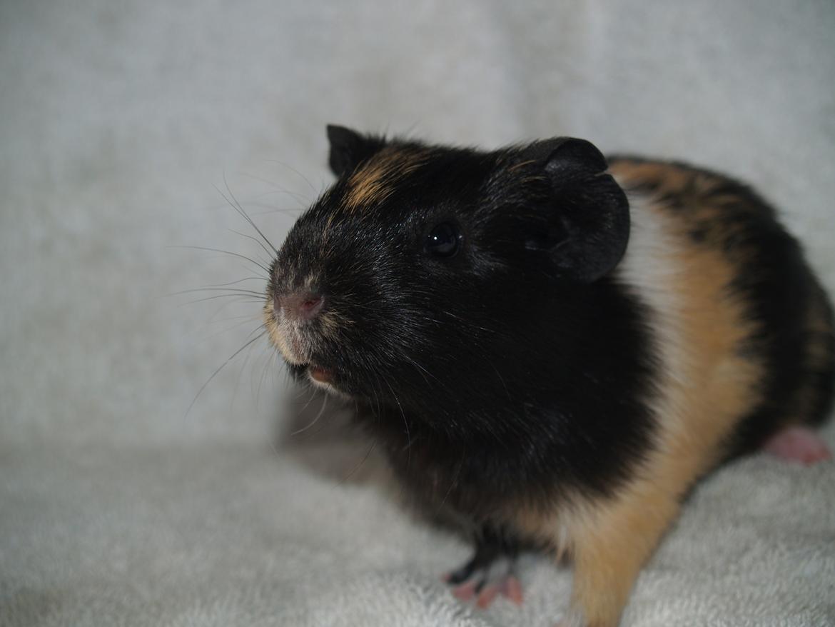 Marsvin Daphnie billede 6