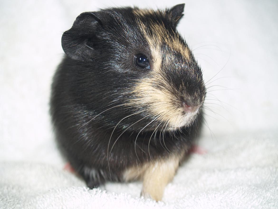 Marsvin Daphnie billede 7