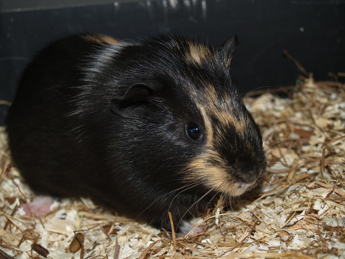 Marsvin Daphnie billede 8