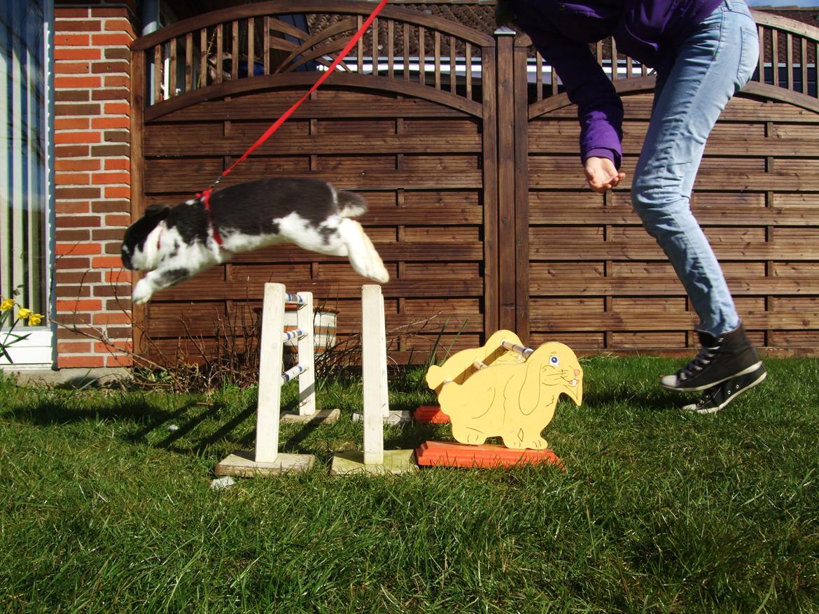 Kanin Funny's Lakio Look alike a Moviestar billede 14