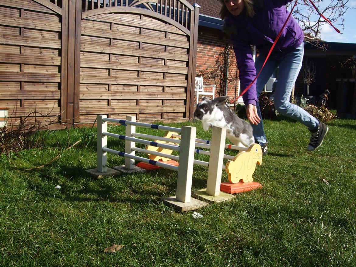 Kanin Funny's Lakio Look alike a Moviestar billede 15