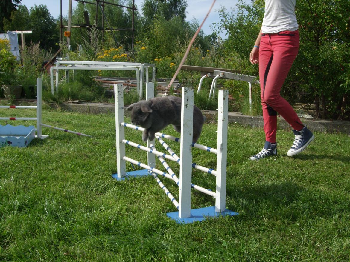 Kanin Lancia Kappa billede 9