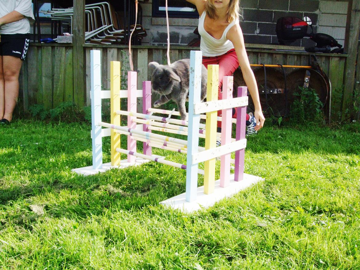 Kanin Lancia Kappa billede 10