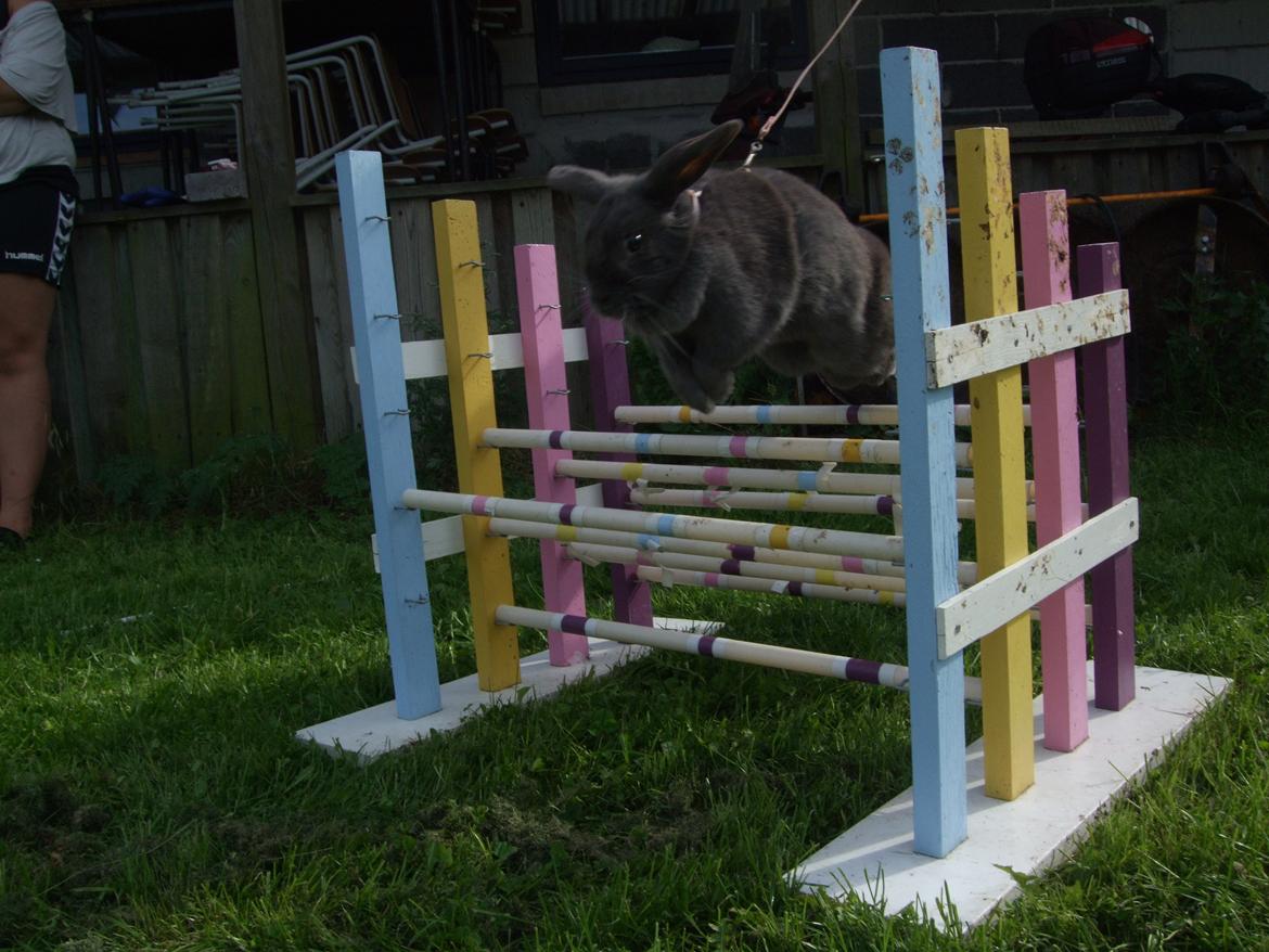 Kanin Lancia Kappa billede 11