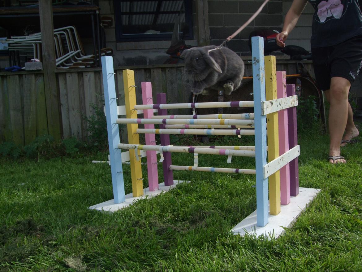 Kanin Lancia Kappa billede 12