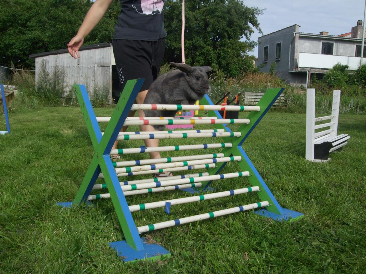 Kanin Lancia Kappa billede 13