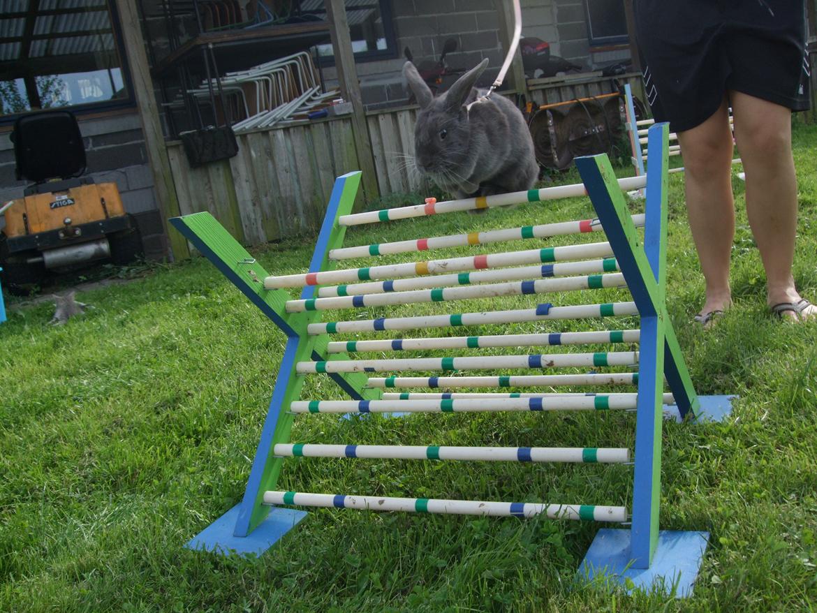 Kanin Lancia Kappa billede 14