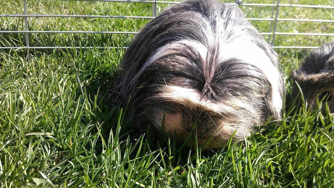 Marsvin milo von firkløver billede 2