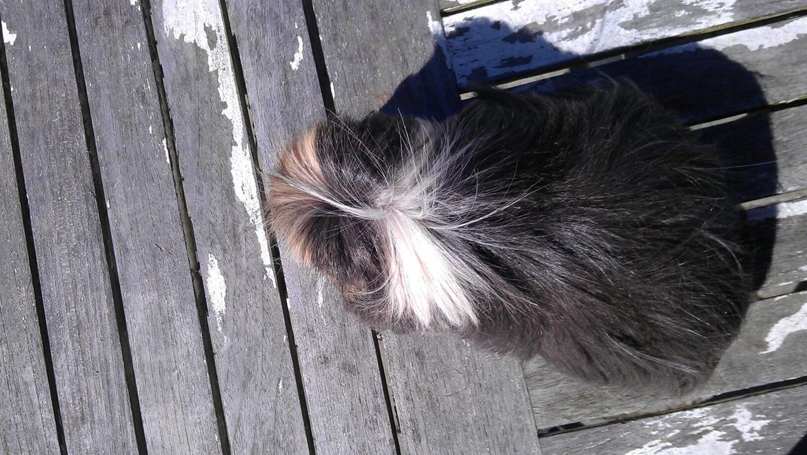 Marsvin milo von firkløver billede 3