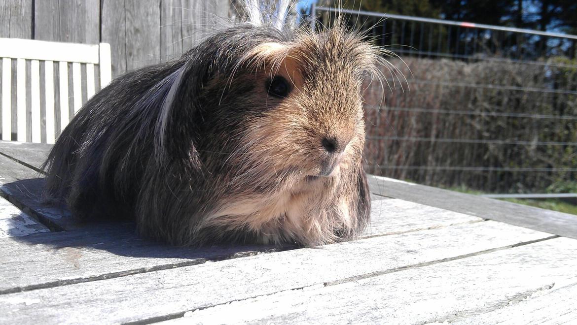 Marsvin milo von firkløver billede 4