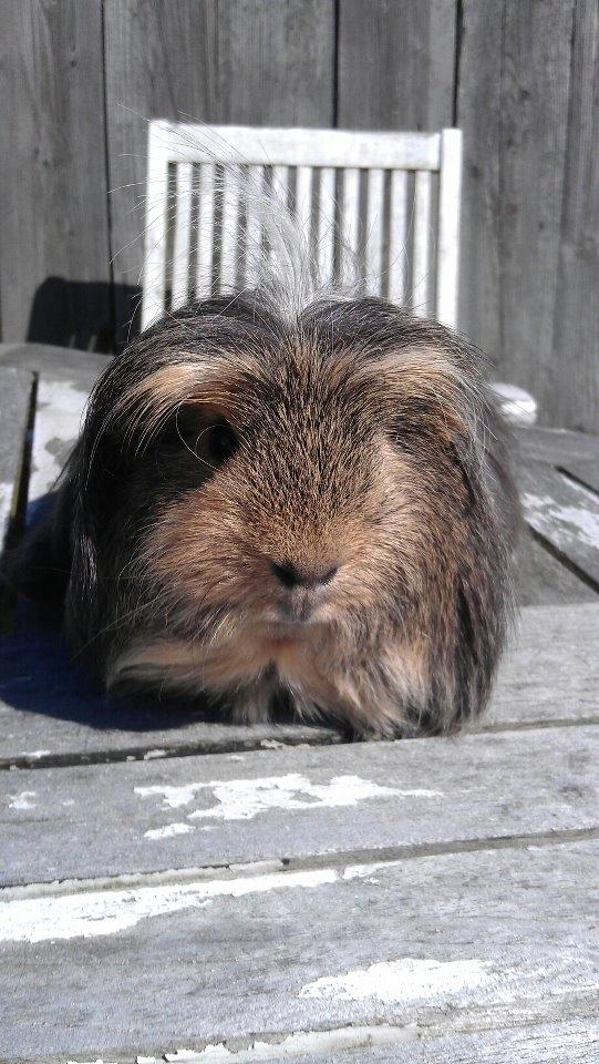 Marsvin milo von firkløver billede 5