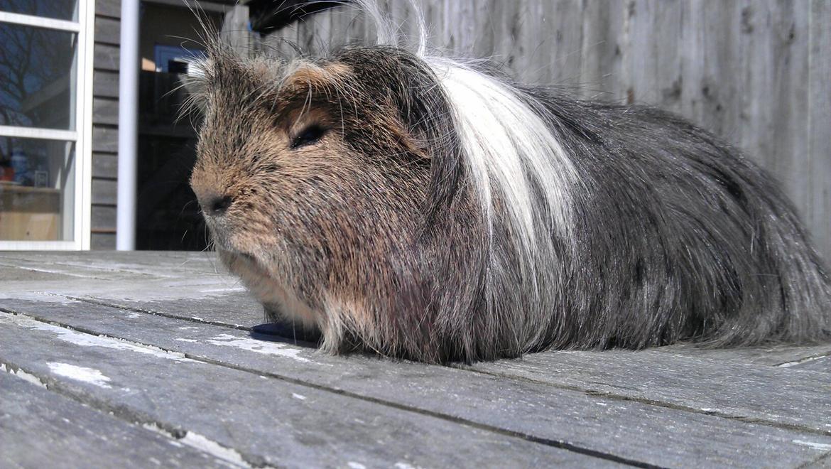 Marsvin milo von firkløver billede 6