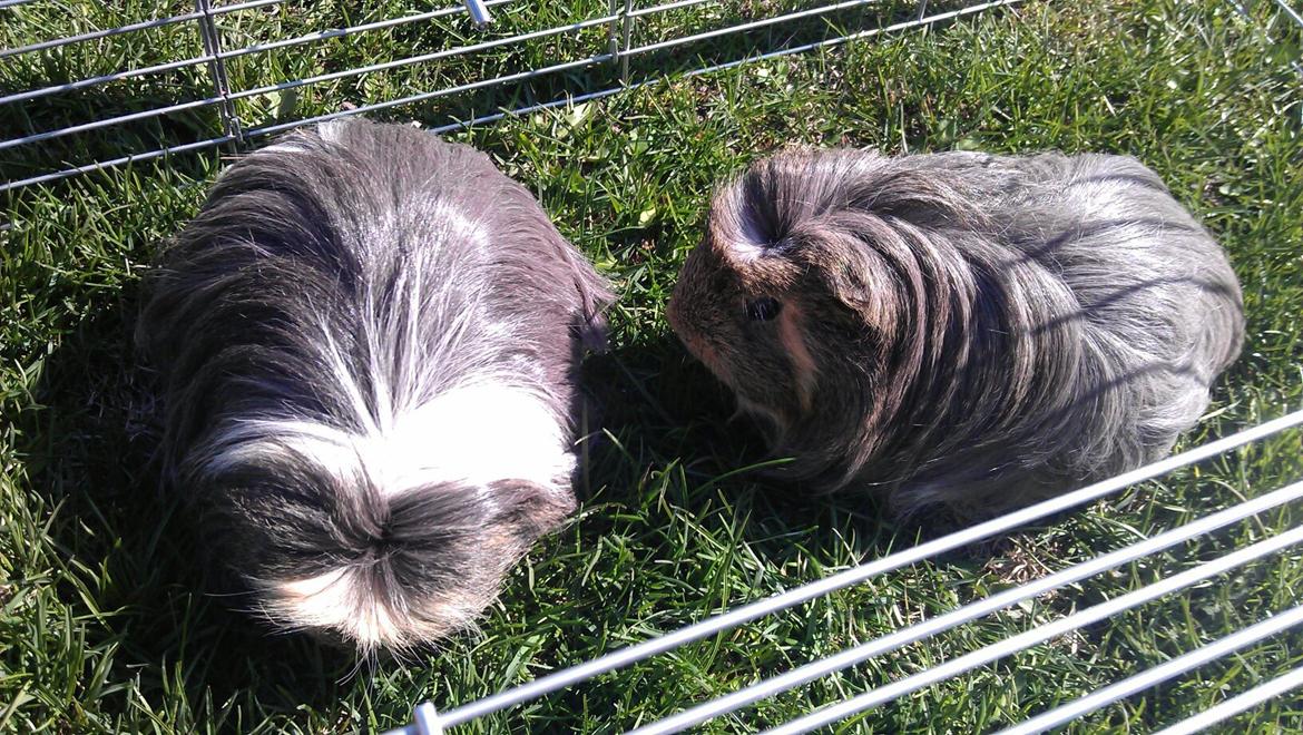 Marsvin Noah von firkløver billede 1