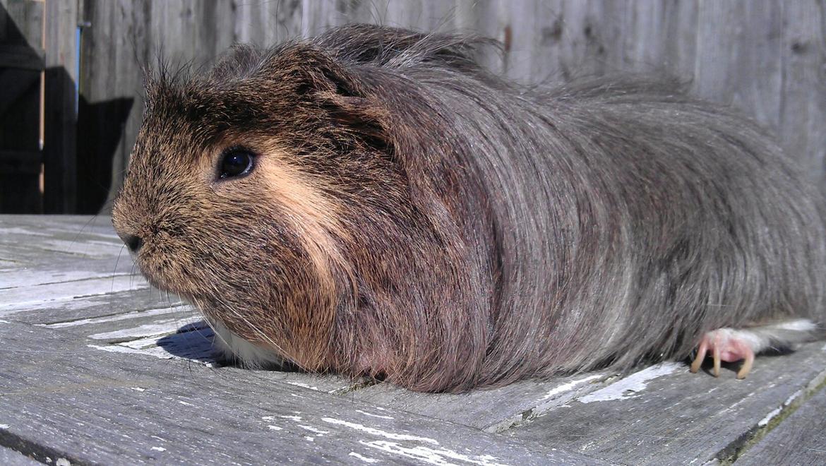 Marsvin Noah von firkløver billede 2