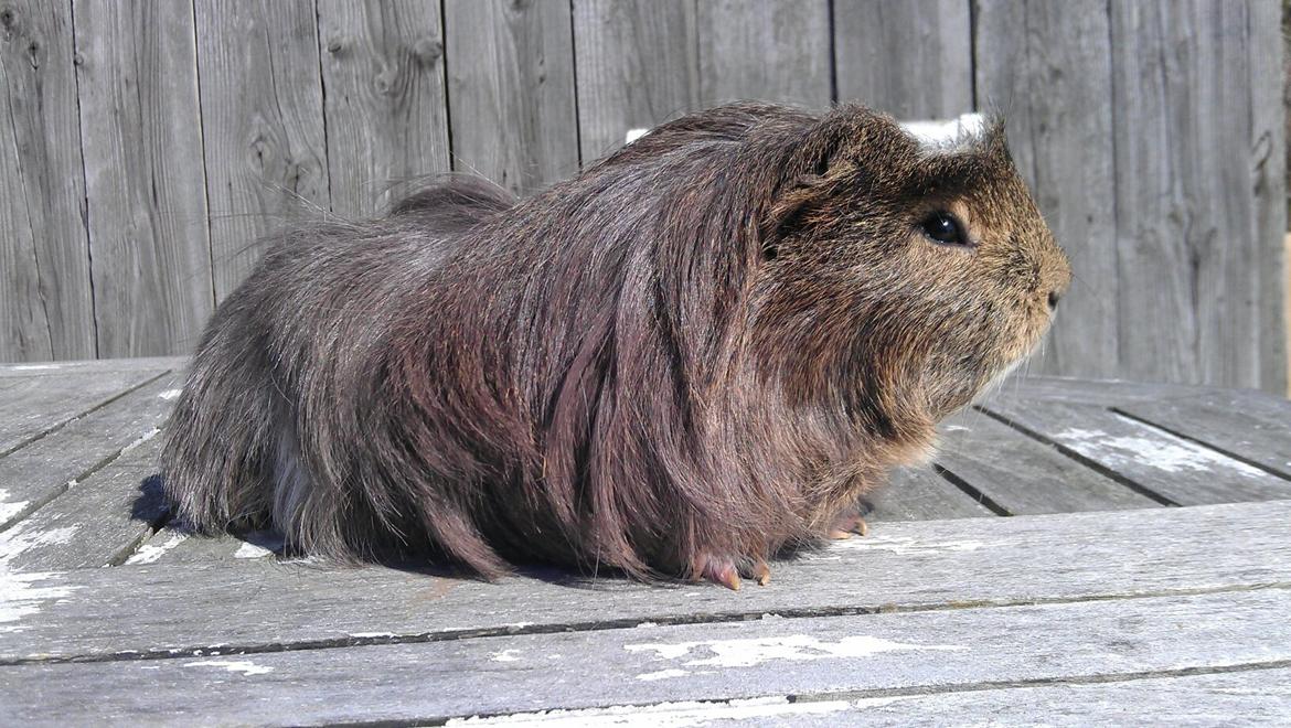 Marsvin Noah von firkløver billede 3