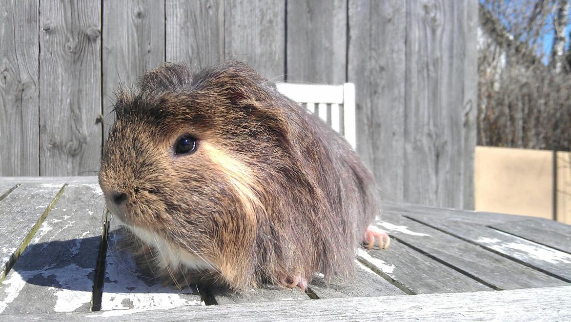 Marsvin Noah von firkløver billede 4