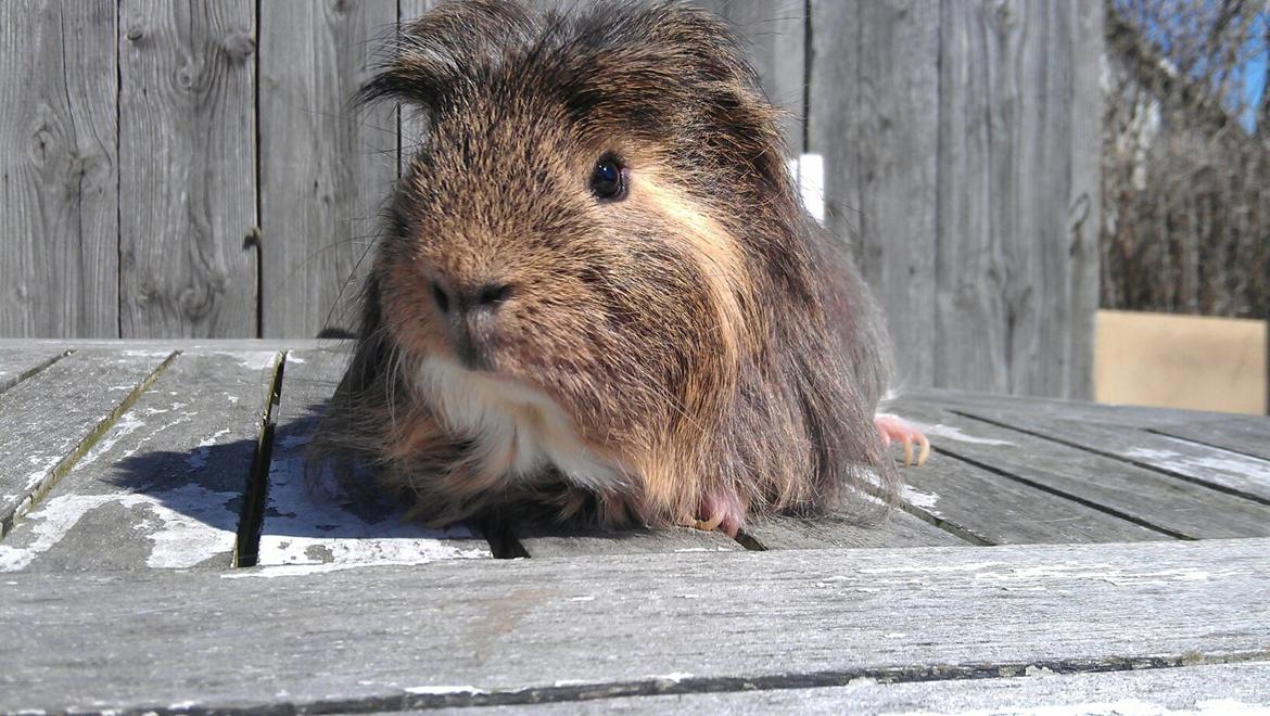 Marsvin Noah von firkløver billede 5