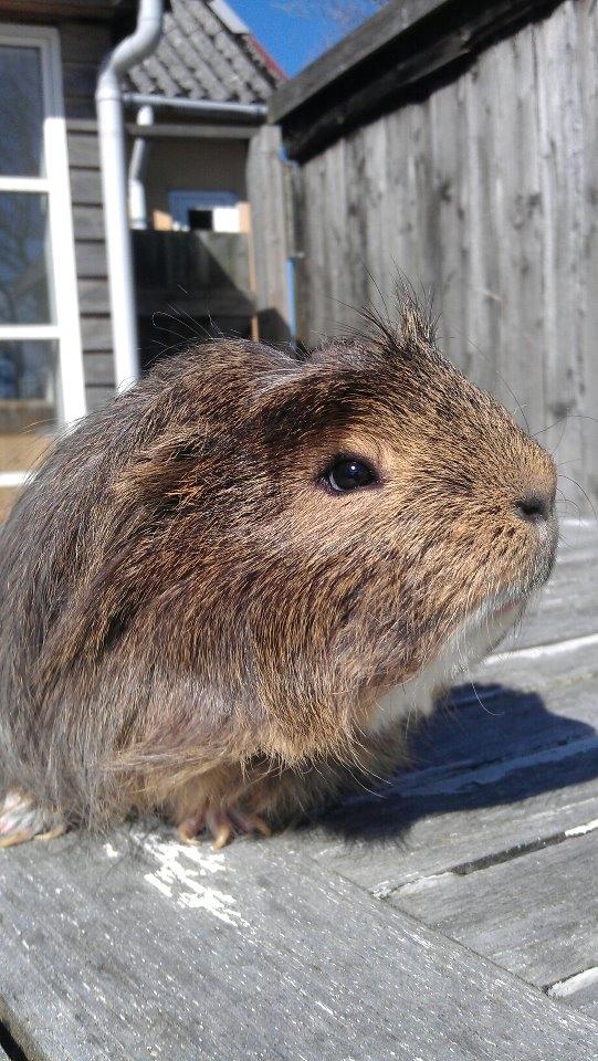 Marsvin Noah von firkløver billede 6