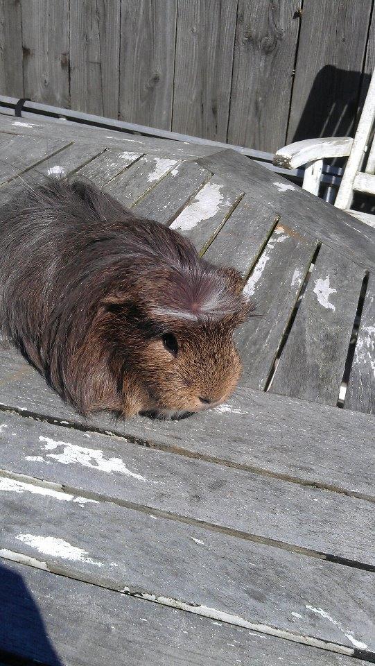 Marsvin Noah von firkløver billede 7