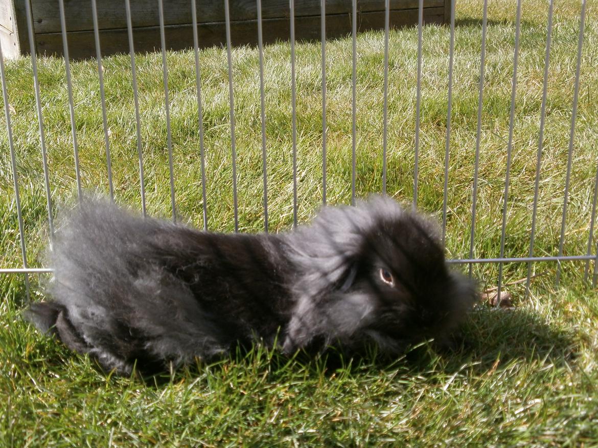 Kanin | Sofus [Engel] - Basse ligger ned og spiser græs samtidig ;D!!!♥
8/4 2012 billede 11