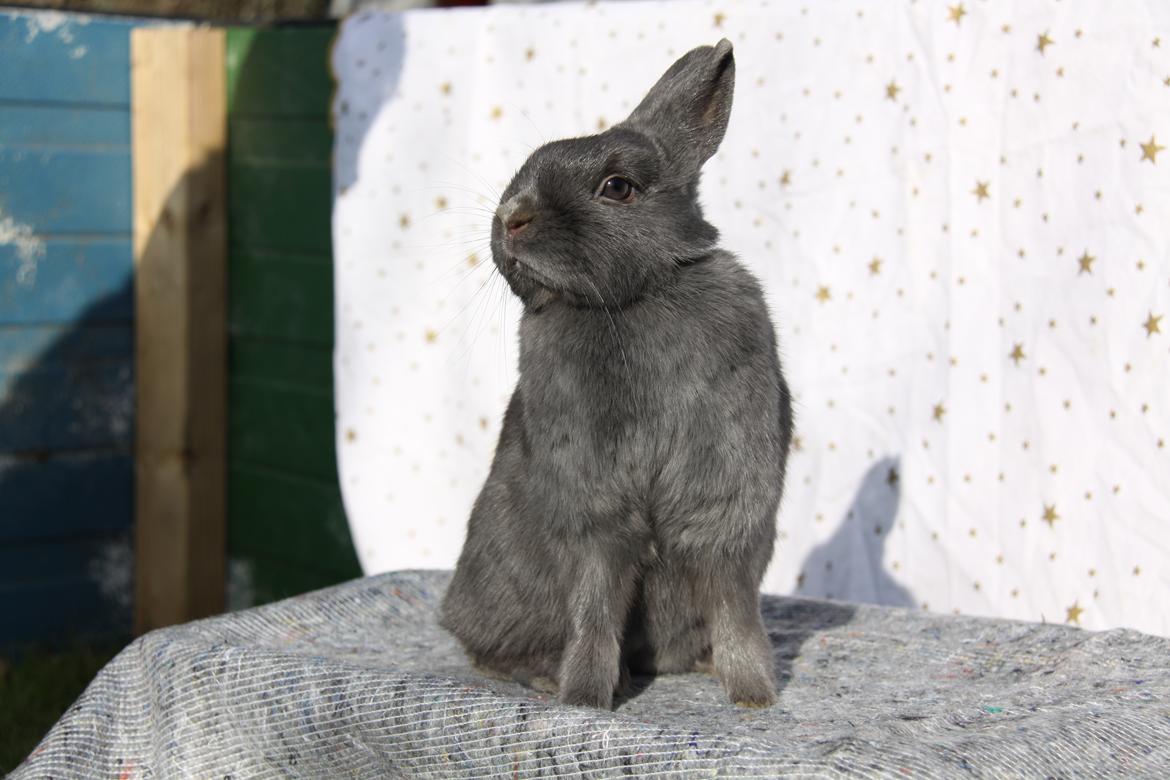 Kanin Bella *hermelin* billede 2