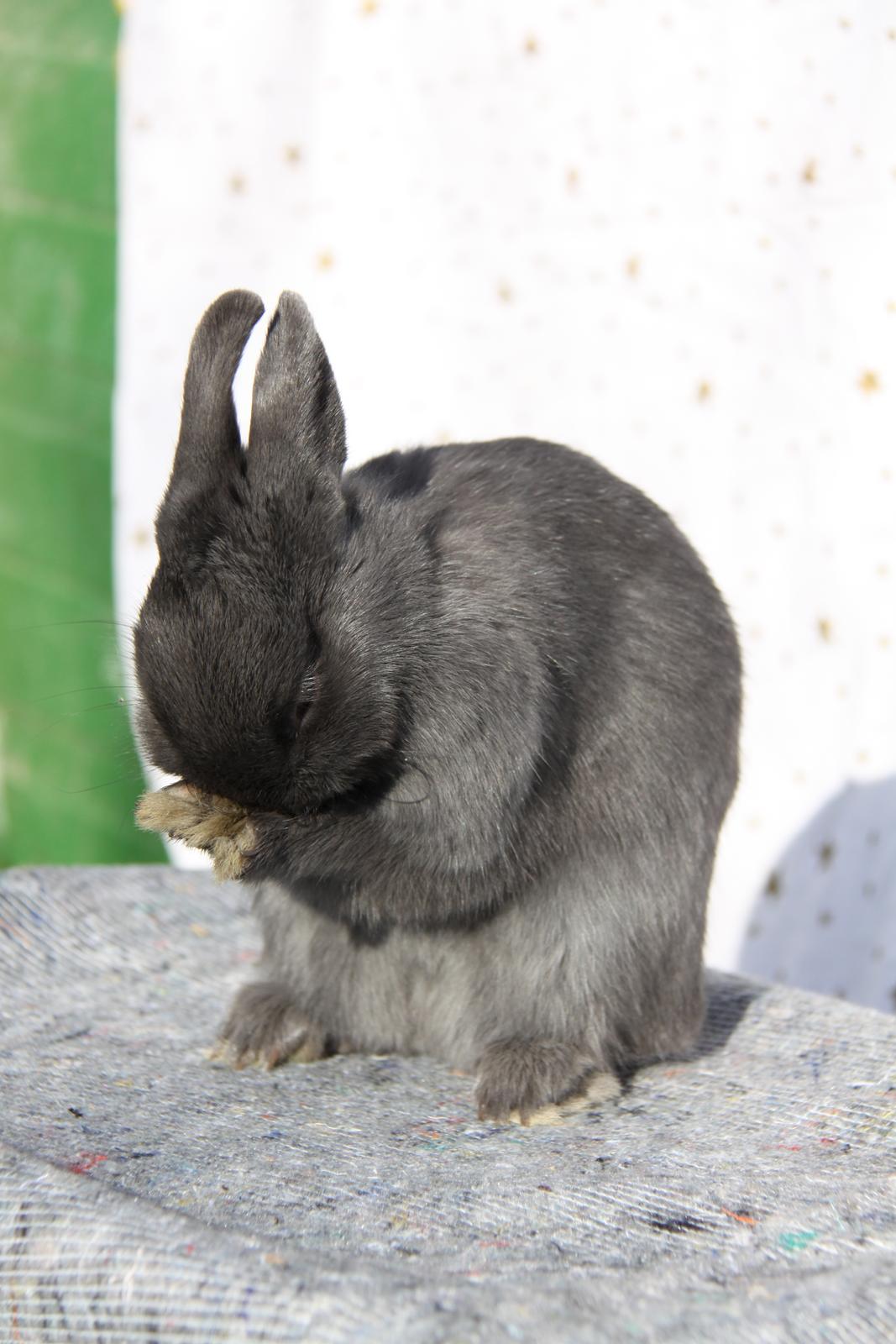 Kanin Bella *hermelin* billede 4