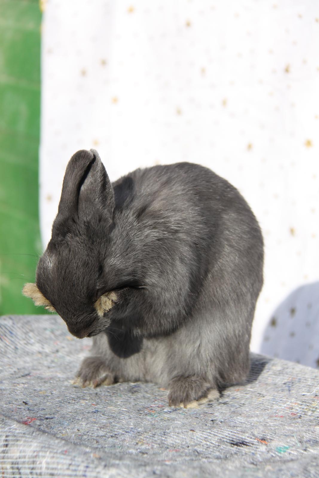 Kanin Bella *hermelin* billede 5