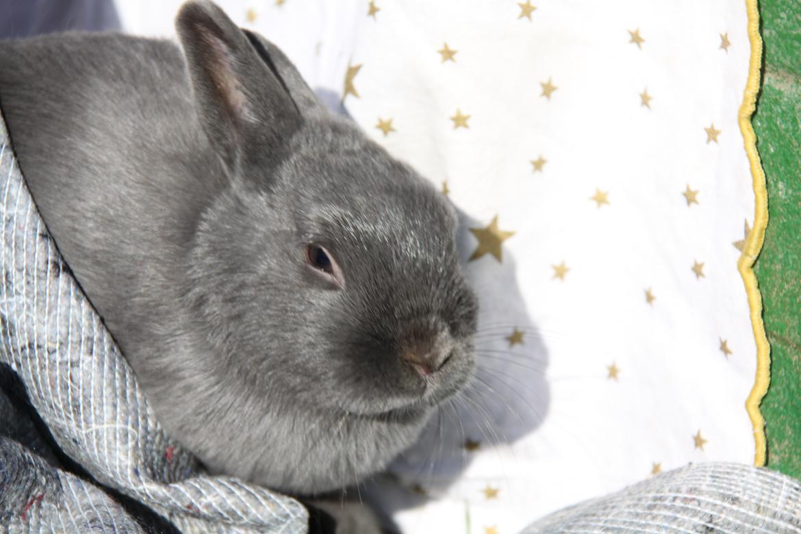 Kanin Bella *hermelin* billede 6