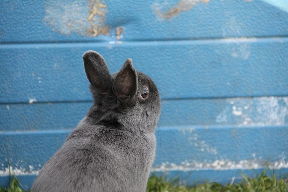 Kanin Bella *hermelin* billede 7