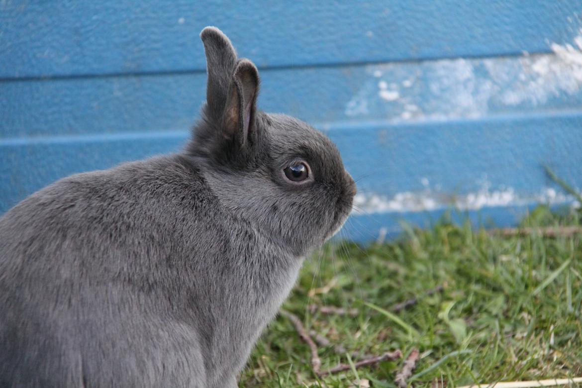 Kanin Bella *hermelin* billede 8