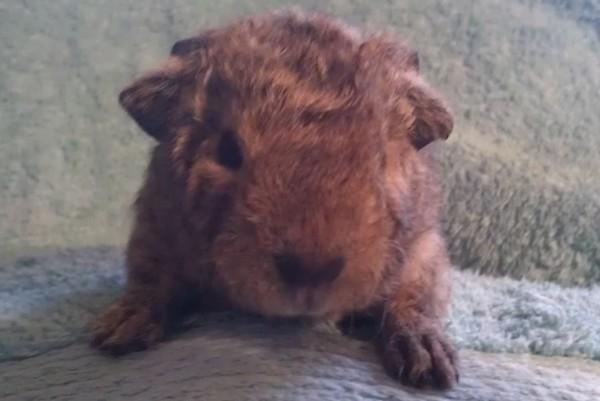 Marsvin Costalinkas LAURA billede 9