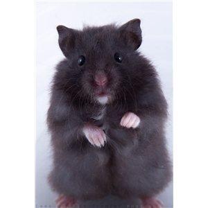 Hamster Logo billede 1