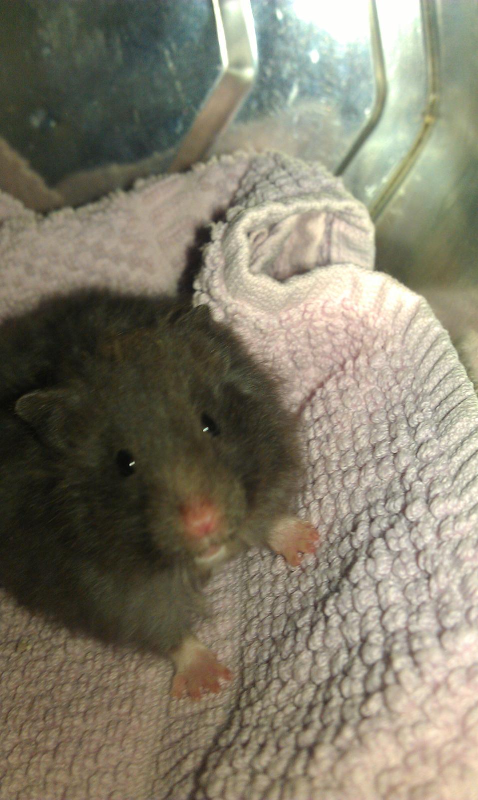 Hamster Logo billede 3