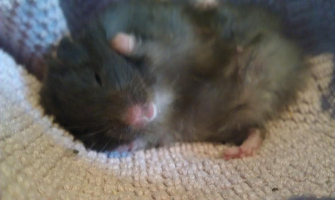 Hamster Logo billede 4